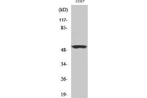 Western Blot analysis of COS7 cells using Cyclin A Polyclonal Antibody, diluted at 1: 500. (Cyclin A antibody  (AA 190-270))