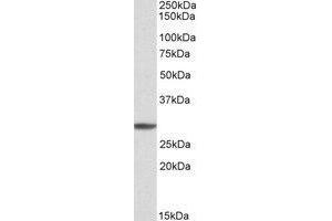 AP21301PU-N PSMA4 antibody staining of K562 cell lysate at 1µg/ml (35µg protein in RIPA buffer). (PSMA4 antibody  (Internal Region))