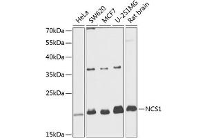 Western blot analysis of extracts of various cell lines, using NCS1 antibody  at 1:1000 dilution. (NCS1 antibody  (AA 1-190))