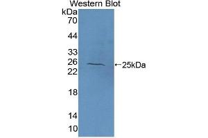 Figure. (NAGA antibody  (Biotin))