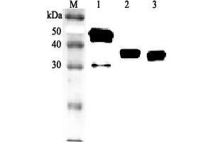 Western blot analysis using anti-Clusterin (human), pAb (Biotin)  at 1:2'000 dilution. (Clusterin antibody  (Nuclear) (Biotin))