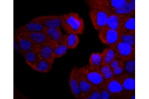 HeLa cells were stained with PI 3 Kinase p85 alpha (2G4) Monoclonal Antibody  at [1:200] incubated overnight at 4C, followed by secondary antibody incubation, DAPI staining of the nuclei and detection. (PIK3R1 antibody)