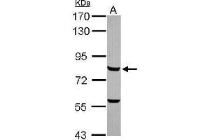 WB Image Sample (30 ug of whole cell lysate) A: HepG2 7. (MYB antibody  (Internal Region))