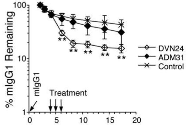 FcRn antibody