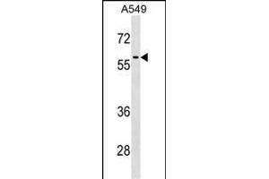 RCC2 Antibody (Center) (ABIN1537944 and ABIN2838344) western blot analysis in A549 cell line lysates (35 μg/lane). (RCC2 antibody  (AA 169-198))