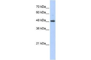 Western Blotting (WB) image for anti-Abhydrolase Domain Containing 2 (ABHD2) antibody (ABIN2458287) (ABHD2 antibody)