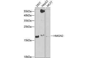 Western blot analysis of extracts of various cell lines, using HMGN2 antibody  at 1:1000 dilution. (HMGN2 antibody  (AA 1-90))