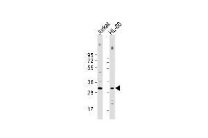 All lanes : Anti-COPS7B Antibody (Center) at 1:500-1:1000 dilution Lane 1: Jurkat whole cell lysate Lane 2: HL-60 whole cell lysate Lysates/proteins at 20 μg per lane. (COPS7B antibody  (AA 223-257))