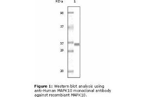 Image no. 1 for anti-Mitogen-Activated Protein Kinase 10 (MAPK10) antibody (ABIN207628) (MAPK10 antibody)