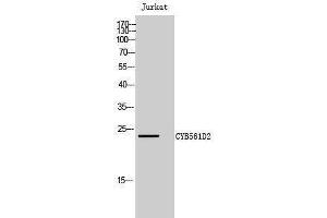 Western Blotting (WB) image for anti-Cytochrome B-561 Domain Containing 2 (CYB561D2) (Internal Region) antibody (ABIN3184135) (CYB561D2 antibody  (Internal Region))