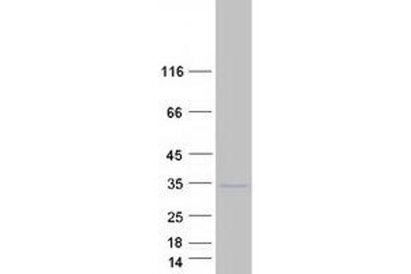 IGSF6 Protein (Myc-DYKDDDDK Tag)