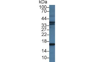 Western Blot; Sample: Porcine Skeletal muscle lysate; Primary Ab: 2µg/ml Mouse Anti-Human BNP Antibody Second Ab: 0. (BNP antibody)