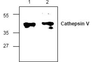 Image no. 1 for anti-Cathepsin L2 (CTSL2) antibody (ABIN127321) (Cathepsin L2 antibody)