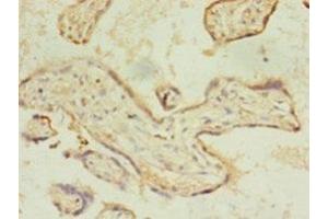 Immunohistochemistry of paraffin-embedded human placenta tissue using ABIN7158507 at dilution of 1:100 (ACSL4 antibody  (AA 457-670))