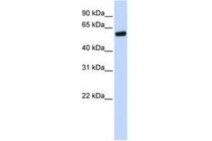 Image no. 1 for anti-Tumor Protein P53 (TP53) (N-Term) antibody (ABIN6742190) (p53 antibody  (N-Term))