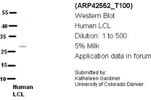 Image no. 2 for anti-MAP3K7 C-Terminal Like (MAP3K7CL) (C-Term) antibody (ABIN2775473) (MAP3K7CL antibody  (C-Term))