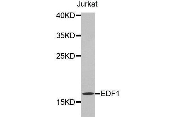 EDF1 antibody  (AA 1-148)