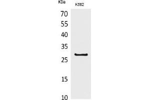 Western Blot analysis of K562 cells using CD58 Polyclonal Antibody. (CD58 antibody  (Internal Region))