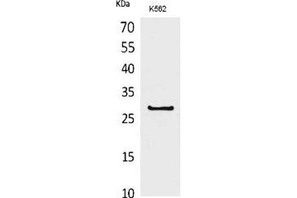 CD58 antibody  (Internal Region)