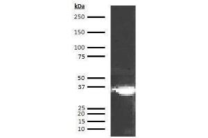 Western Blotting (WB) image for anti-Apolipoprotein E4 antibody (Biotin) (ABIN613001) (Apolipoprotein E4 antibody (Biotin))