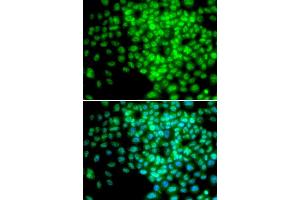 Immunofluorescence (IF) image for anti-Polymerase (RNA) II (DNA Directed) Polypeptide F (POLR2F) antibody (ABIN1874186) (POLR2F antibody)
