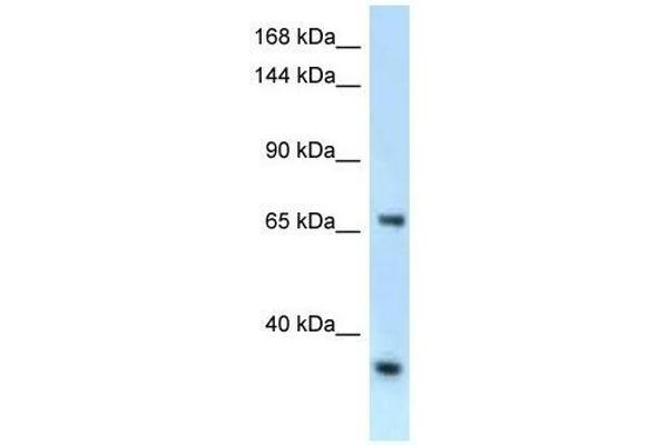 RBM15B antibody  (C-Term)