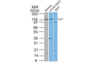 TLR7 Western Blot. (TLR7 antibody)