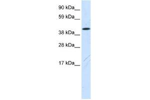 WB Suggested Anti-Fam172a Antibody Titration:  0. (Fam172a antibody  (N-Term))