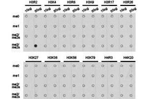 Western Blotting (WB) image for anti-Histone 3 (H3) (H3R2me2s) antibody (ABIN1873009) (Histone 3 antibody  (H3R2me2s))