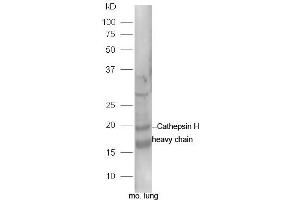 Mouse lung lysates probed with Rabbit Anti-Cathepsin H heavy chain Polyclonal Antibody, Unconjugated (ABIN2559428) at 1:300 in 4˚C. (Cathepsin H antibody  (AA 116-200))