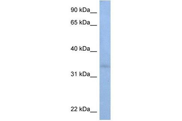 alpha-N-Acetylgalactosaminide alpha-2,6-Sialyltransferase 3 (SIA7C) (C-Term) antibody