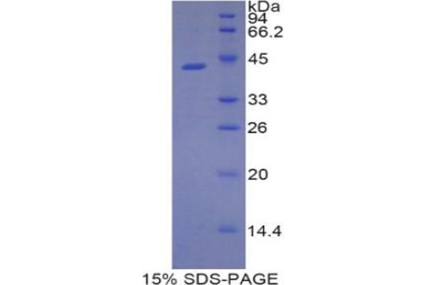 LCN9 Protein