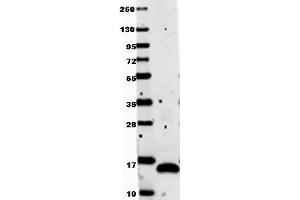 Image no. 1 for anti-Vascular Endothelial Growth Factor A (VEGFA) antibody (ABIN1104982) (VEGFA antibody)