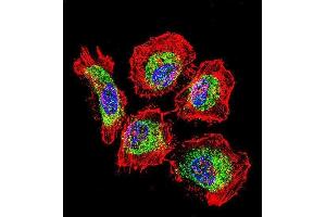 Immunofluorescence (IF) image for anti-Vimentin (VIM) antibody (ABIN1881993)