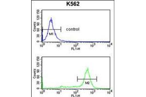 Flow cytometry analysis of K562 cells (bottom histogram) compared to a negative control cell (top histogram). (IL1RAPL2 antibody  (AA 372-401))