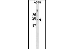 Western blot analysis in A549 cell line lysates (35ug/lane). (CALML6 antibody  (AA 100-128))