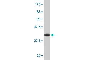 Western Blot detection against Immunogen (38. (JNK antibody  (AA 318-427))