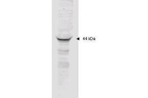 Affinity purified anti-MAPKAP Kinase 2 polyclonal antibody detects MK2 in unstimulated human HeLa whole cell lysate by western blot. (MAPKAP Kinase 2 antibody  (AA 310-325))
