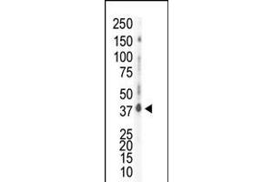 Western blot analysis of anti-CK1d C-term Pab in HeLa cell lysate (Casein Kinase 1 delta antibody  (C-Term))