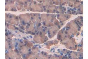 IHC-P analysis of Rat Pancreas Tissue, with DAB staining. (NRP2 antibody  (AA 652-858))