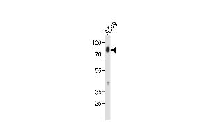 Western blot analysis in A549 cell line lysates (35ug/lane). (HCK antibody  (N-Term))