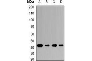 Western blot analysis of TUSC4 expression in HL60 (A), U937 (B), mouse brain (C) whole cell lysates. (NPRL2 antibody)