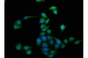 Immunofluorescence staining of Hela cells with ABIN7154955 at 1:100, counter-stained with DAPI. (HMOX2 antibody  (AA 2-293))