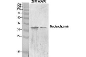 Western Blot (WB) analysis of specific cells using Nucleophosmin Polyclonal Antibody. (NPM1 antibody  (N-Term))