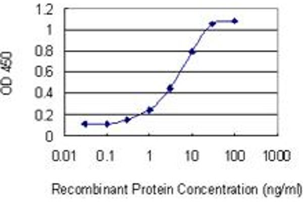 RHOBTB2 antibody  (AA 510-619)