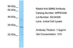 Image no. 1 for anti-SMN1 / SMN2 (AA 51-100) antibody (ABIN6749971) (SMN1 / SMN2 (AA 51-100) antibody)
