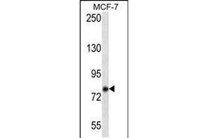 Western blot analysis in MCF-7 cell line lysates (35ug/lane). (KCTD3 antibody  (C-Term))
