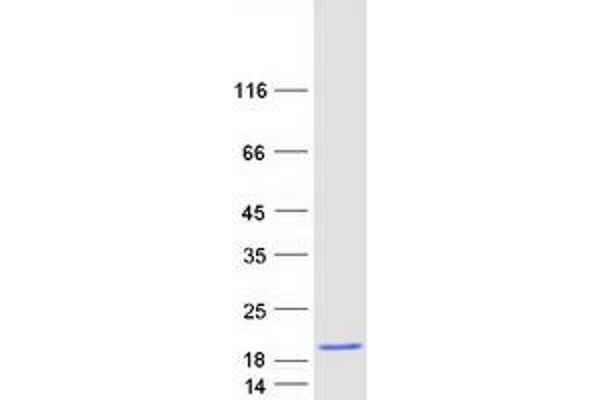 HBG2 Protein (Myc-DYKDDDDK Tag)