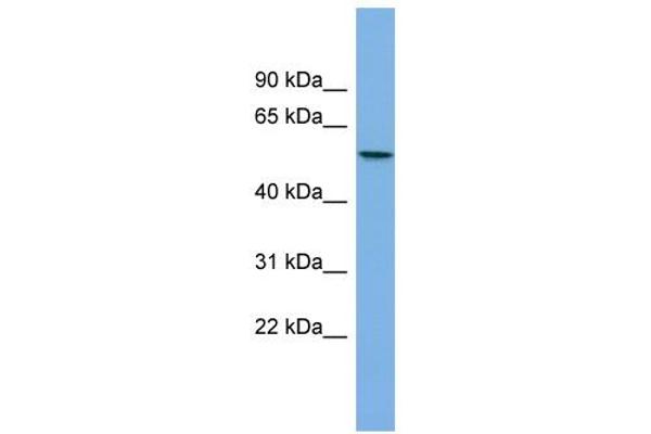 AGXT2L1 antibody  (Middle Region)