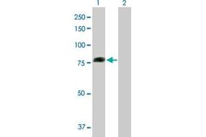 Western Blot analysis of COG2 expression in transfected 293T cell line by COG2 MaxPab polyclonal antibody. (COG2 antibody  (AA 1-738))